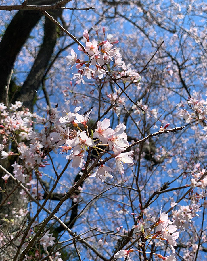 歳時記 | 臨済宗円覚寺派 浄智寺